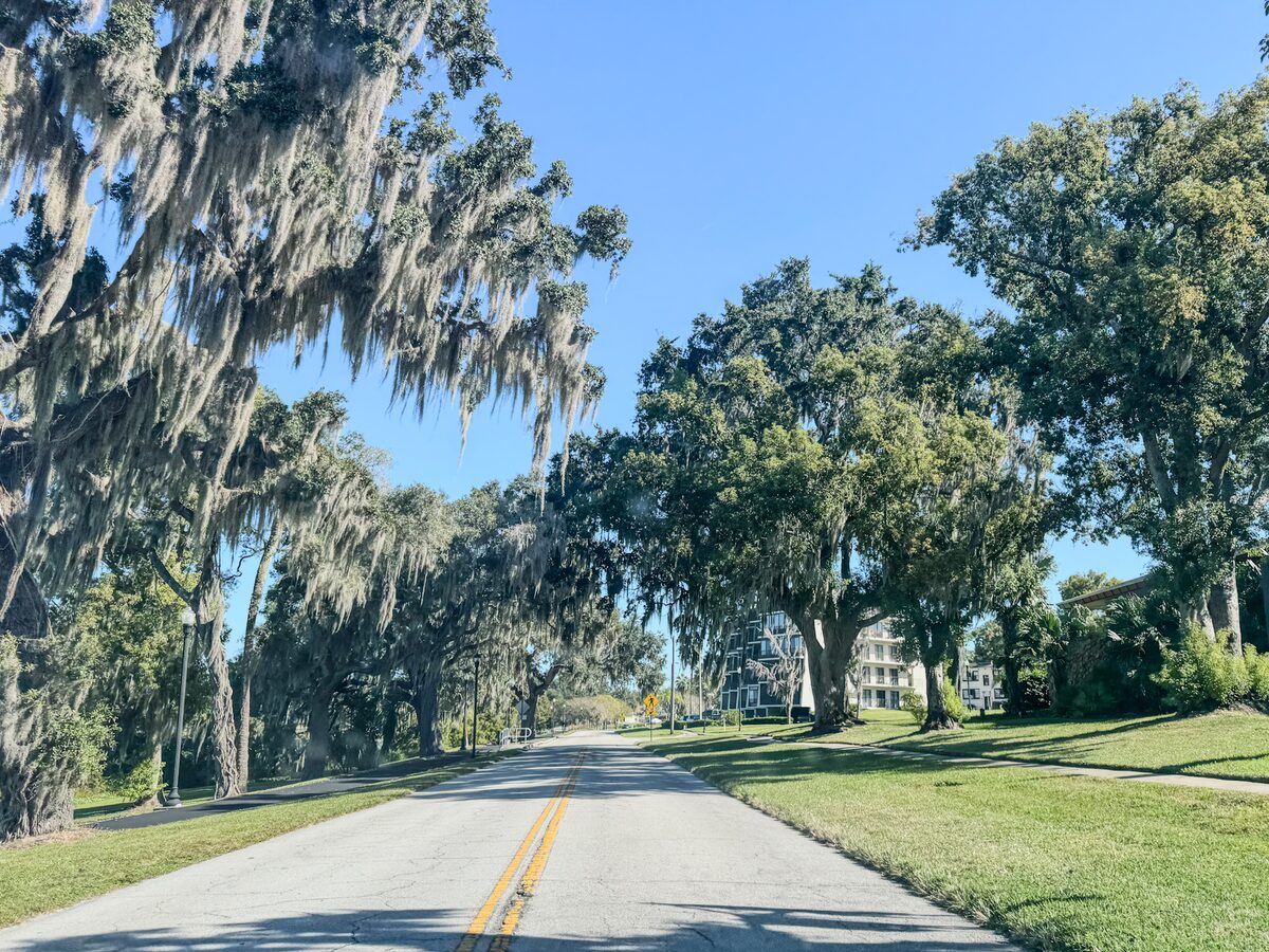 A quiet road lined with live oaks draped in Spanish moss and neatly kept grass verges